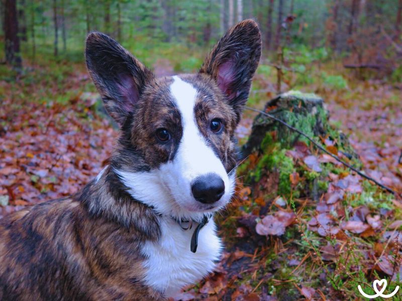 Plemeno-welsh-corgi-cardigan (1)